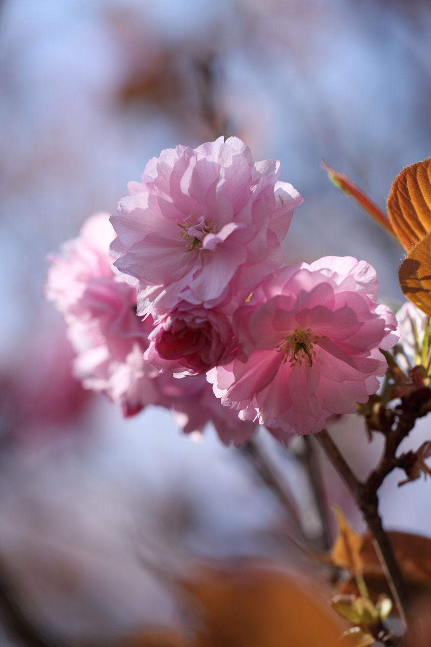 2009宮川堤の桜２_f0034583_2117145.jpg