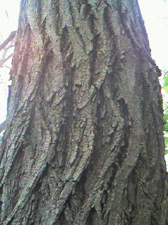 イメージフォーラムフェスティバル2009_d0090888_10564773.jpg