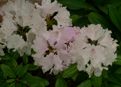 花遊庭(豊田市)②_b0142989_19452066.jpg