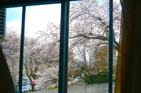 桜～桜～_e0053491_11312089.gif