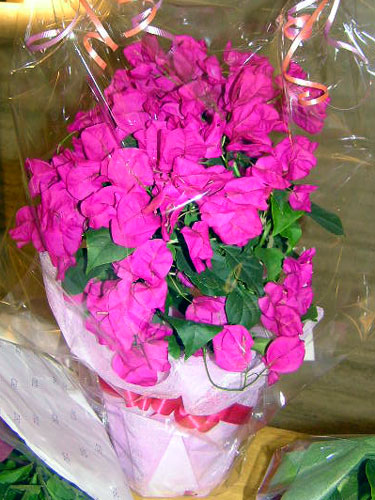 a0047200_6592310.jpg