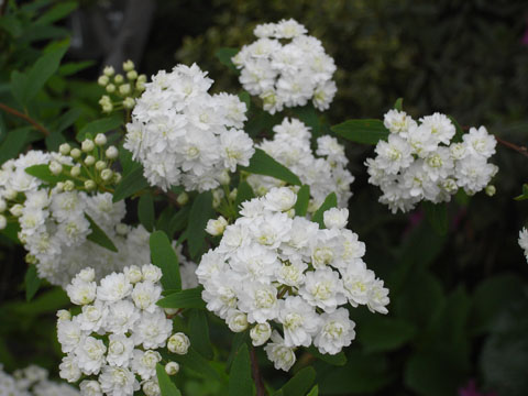 小さな白い花 りきの毎日