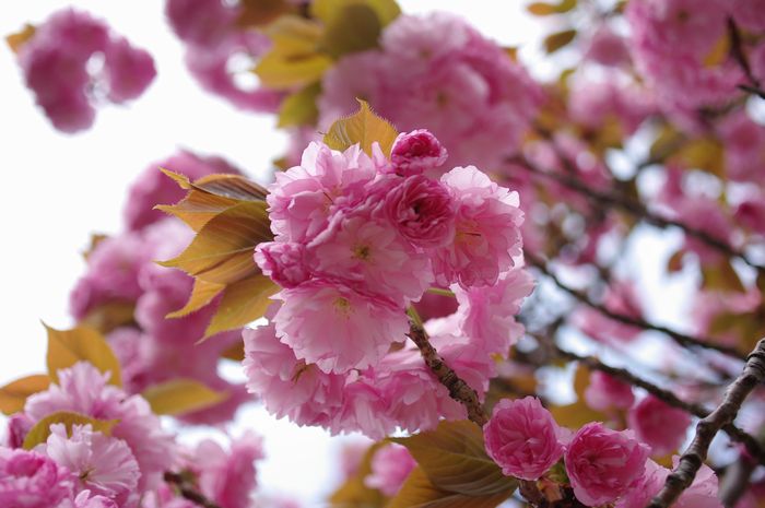 いろいろな桜たち（三ッ池公園）_b0151409_2363227.jpg
