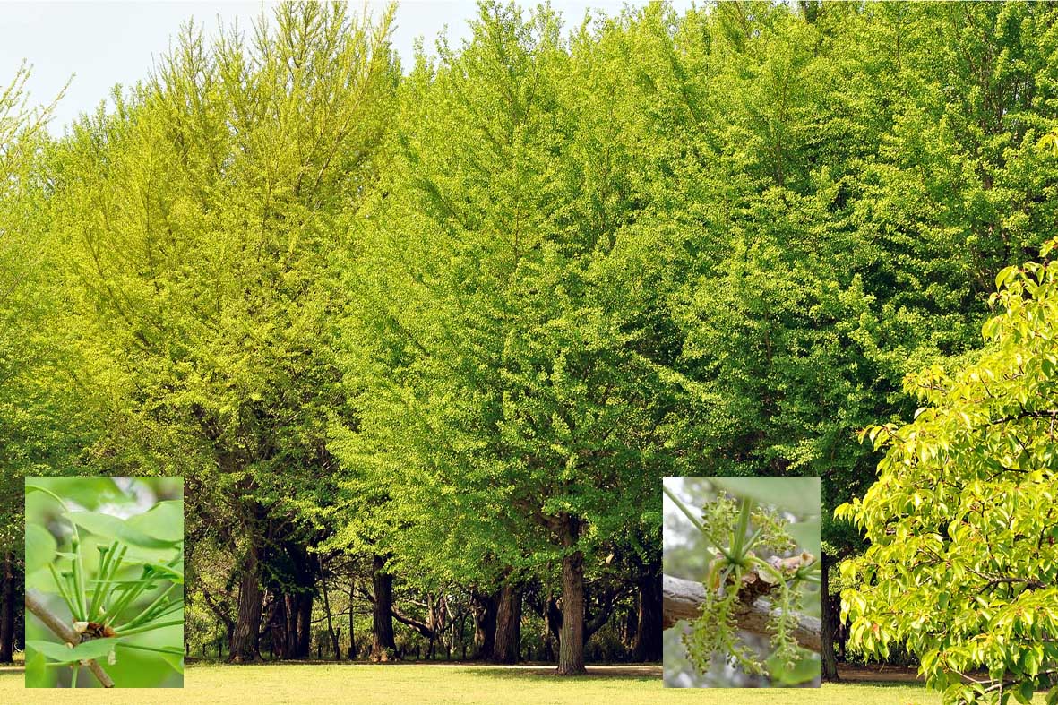 イチョウの花 樹木見て歩き
