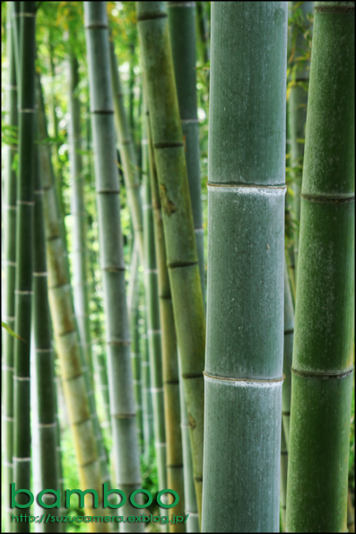 bamboo_f0100215_23264773.jpg