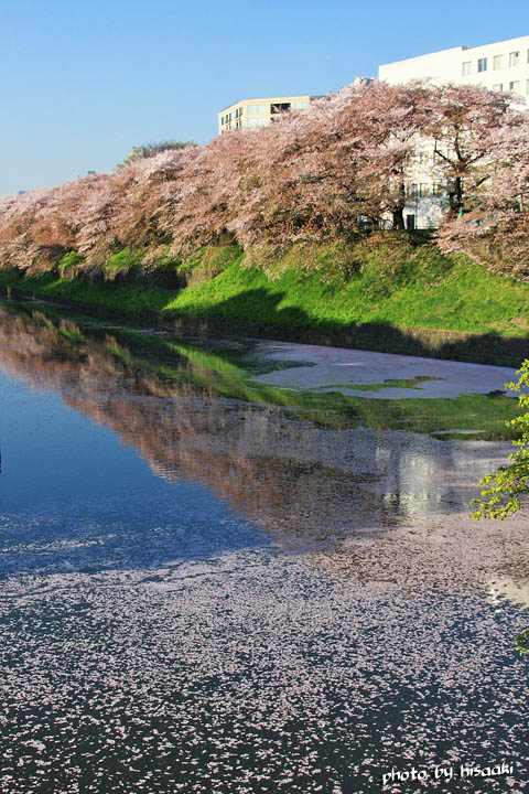 桜 in 千鳥ヶ淵 vol.2_f0167219_4544189.jpg