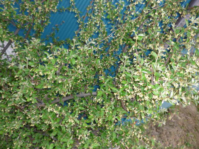 c0117525_22572344.jpg
