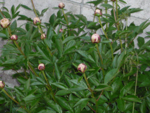 c0117525_22585445.jpg