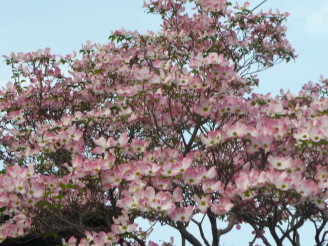 c0117525_2324420.jpg
