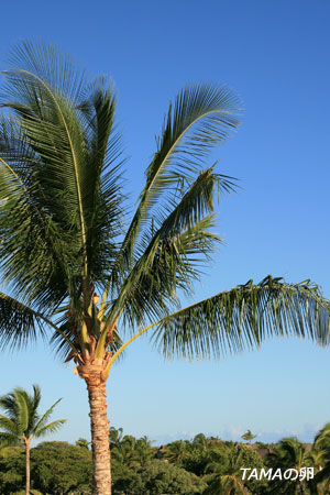 c0024729_22414545.jpg