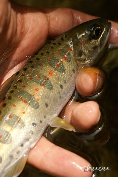 f0146531_953090.jpg
