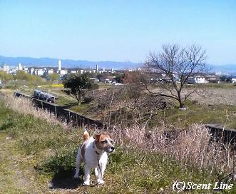 ウェルシュ・コーギー・カーディガンさんのお散歩_c0099133_6463441.jpg