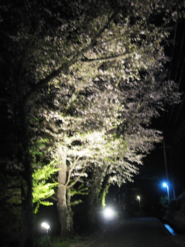 幻想的な夜桜「北山田町」_b0140235_2322509.jpg