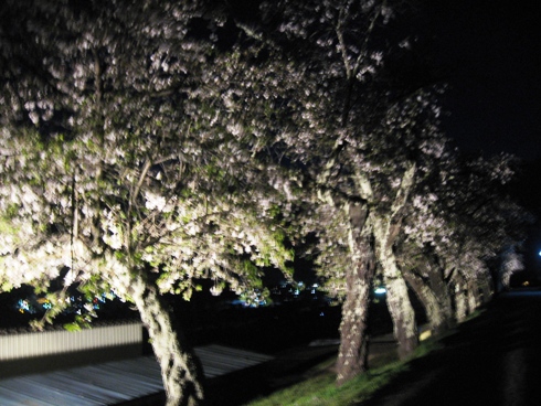 幻想的な夜桜「北山田町」_b0140235_23232822.jpg