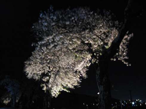 幻想的な夜桜「北山田町」_b0140235_23234689.jpg