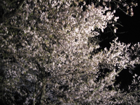 幻想的な夜桜「北山田町」_b0140235_2323823.jpg