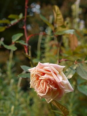 a0076237_21443721.jpg