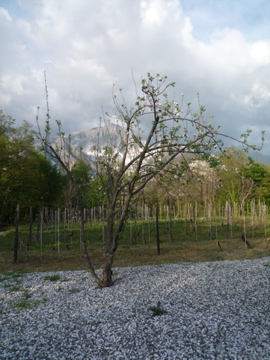 d0136540_363547.jpg