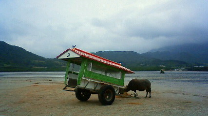 南の島のマイナスイオンを浴びながら_b0041442_21571248.jpg