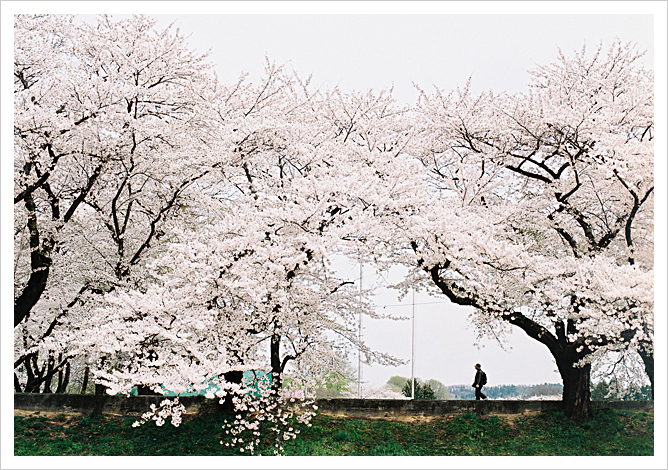 New FM2　SAKURA　-2009-_b0049843_18391579.jpg