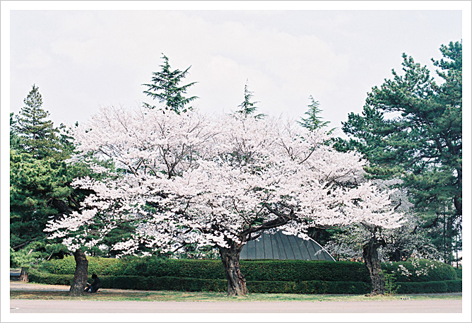 New FM2　SAKURA　-2009-_b0049843_18403721.jpg