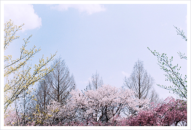 New FM2　SAKURA　-2009-_b0049843_184050100.jpg
