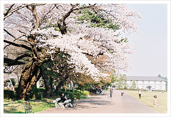 New FM2　SAKURA　-2009-_b0049843_18474938.jpg