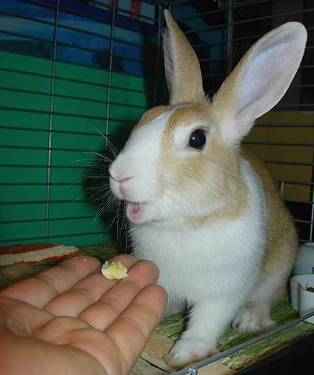 うさぎに表情はあるか びーち はうす うさぎに表情はあるか びーち はうす