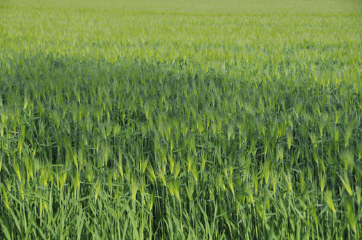 c0093046_755425.gif
