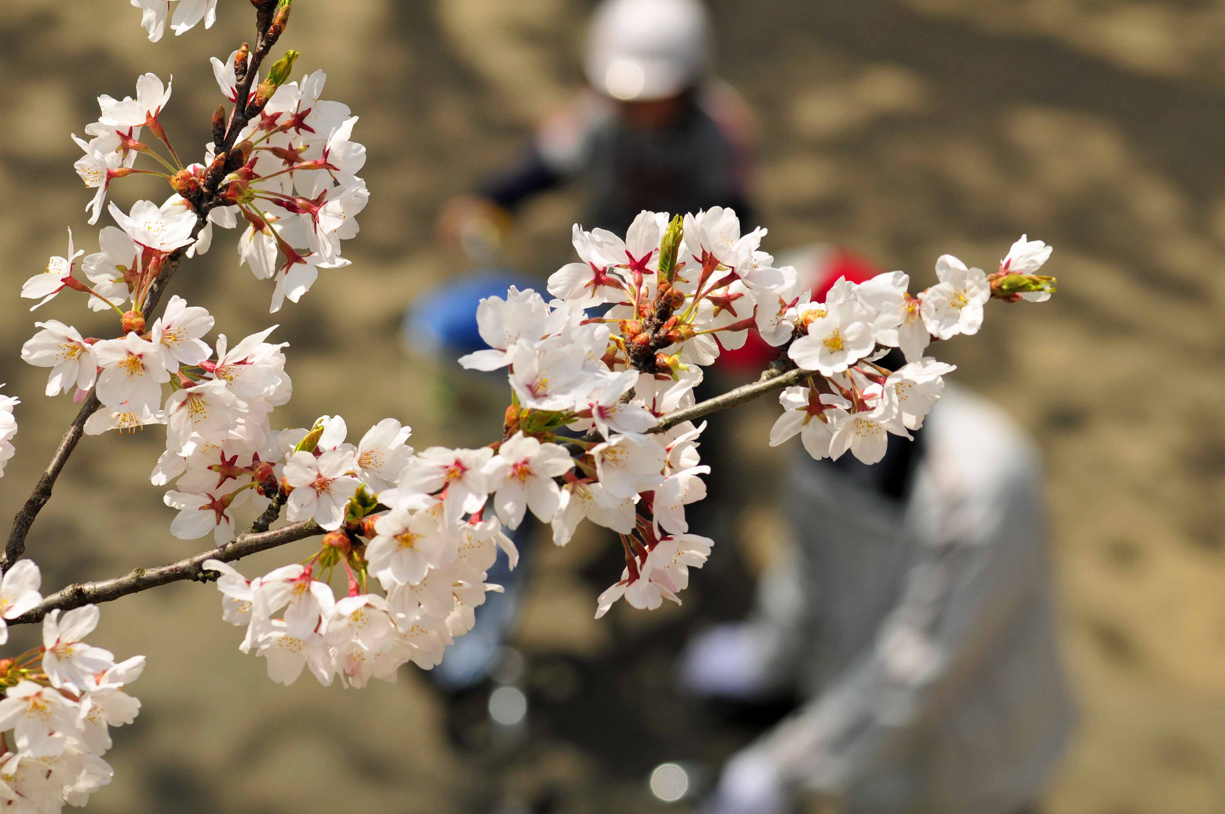 桜の下_e0157647_77488.jpg