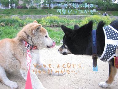 いつもの川原で_c0049950_21261190.jpg
