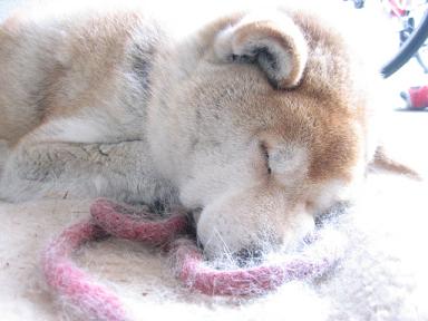 いつもの川原で_c0049950_22275741.jpg