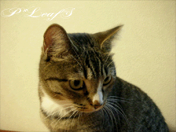 c0176651_18562058.gif