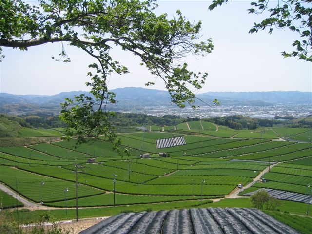 a0027555_1629960.jpg