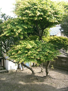 f0147759_10335521.jpg