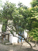 f0147759_103679.jpg