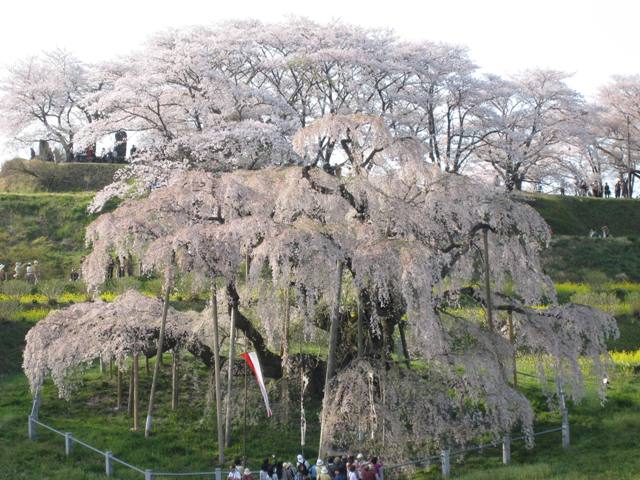 三春を歩く・・・最後はやっぱり滝桜_e0015964_2282262.jpg