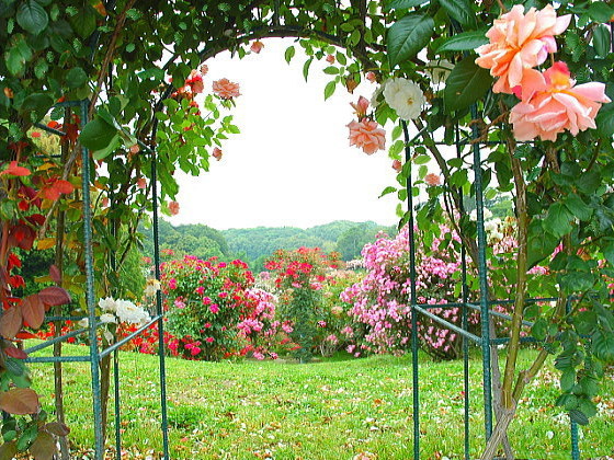 Whisper Of Roses グリーンパークバラ園にて 北九州詩的写真集 花 空 海 街 風景写真素材 無料配布ブログ