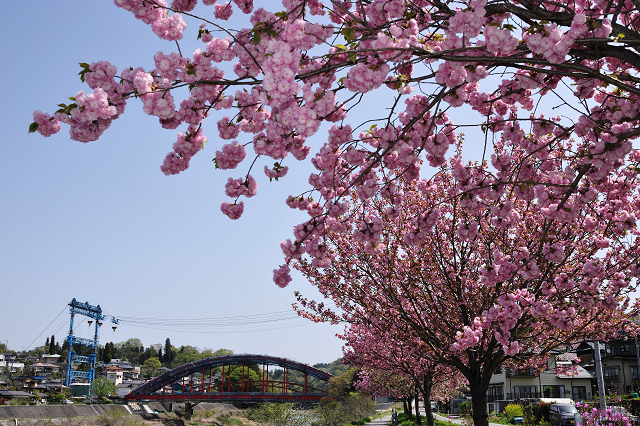 八重桜と一緒に_c0197772_5161984.jpg