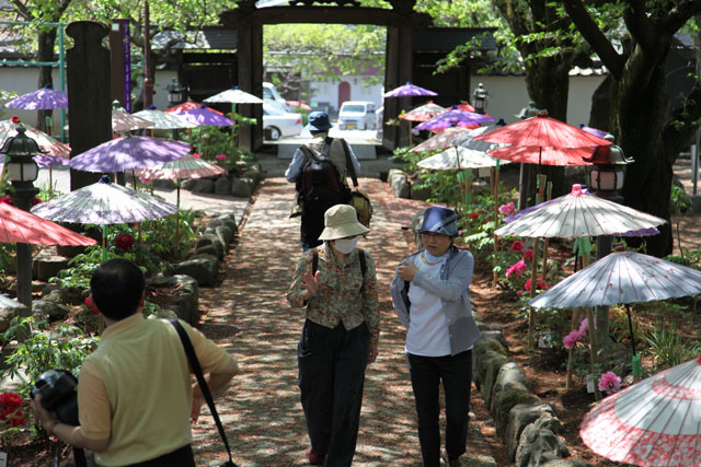 花の寺「延命寺」のボタン_b0041473_2055054.jpg