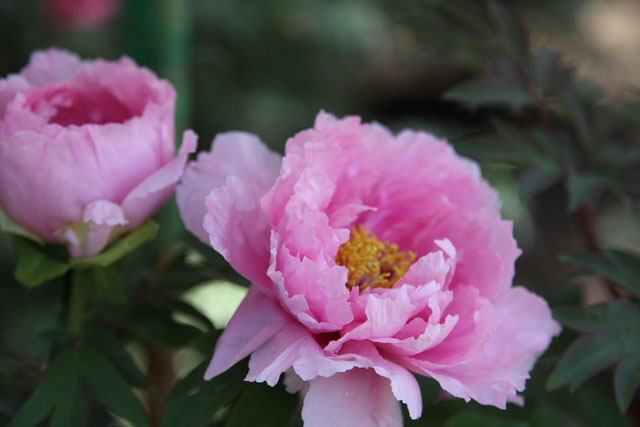 花の寺「延命寺」のボタン_b0041473_20561064.jpg