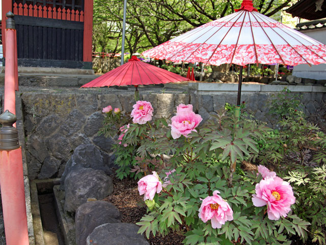 花の寺「延命寺」のボタン_b0041473_20564665.jpg