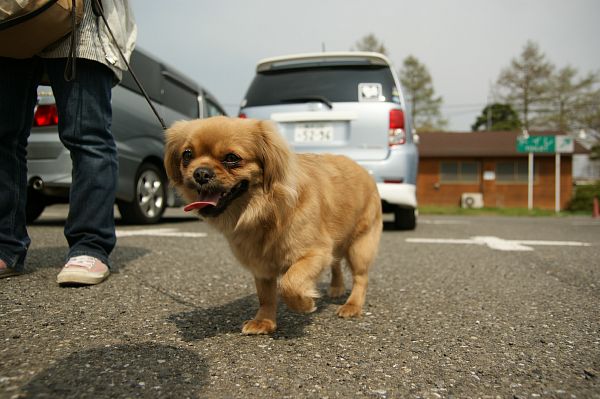 チベタンスパニエルオフ 034_c0109780_15174468.jpg