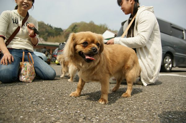 チベタンスパニエルオフ 034_c0109780_15175277.jpg