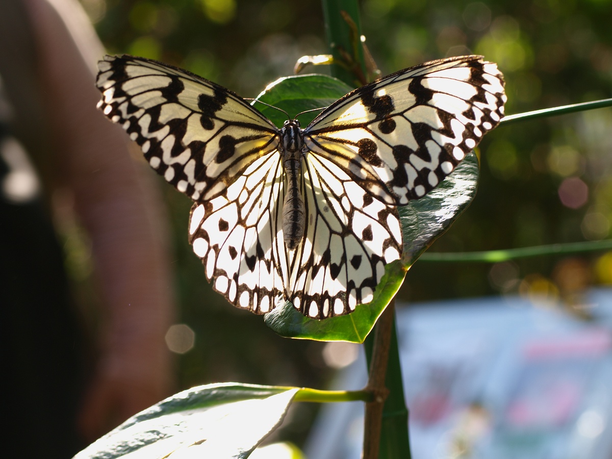 c0187587_83331.jpg