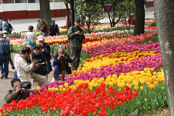 横浜公園チューリップ_f0109592_226452.jpg