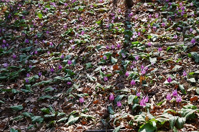 福島県の花_b0062793_8225510.jpg