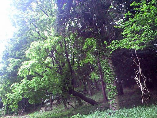 e0034994_04693.jpg