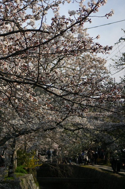 桜の哲学の道_e0061694_17335986.jpg