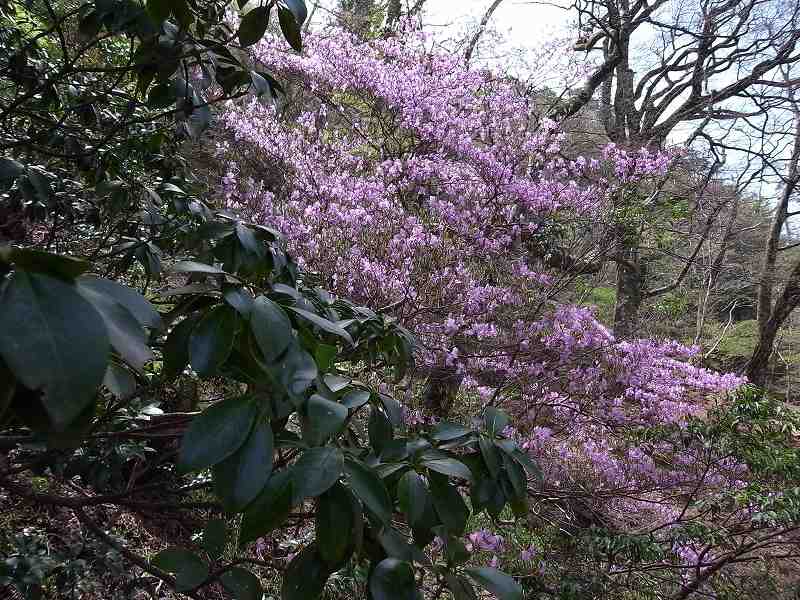 4月22日 熊本県で2番目に高い市房山 デジカメ持って野に山に